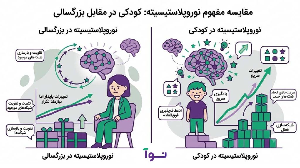 مقایسه میزان انعطاف‌پذیری مغز در سنین مختلف